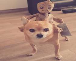 The youtuber has mad love for dogs and loves to spend his leisure time with him apart from creating videos.